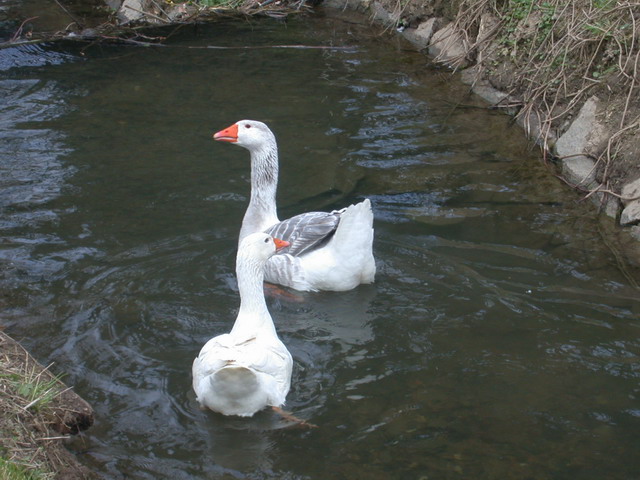 2013-04-07-tiere-gans136.jpg