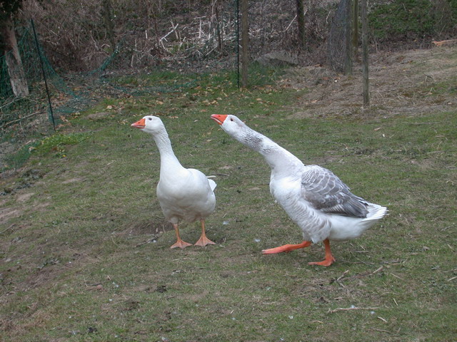 2013-04-07-tiere-gans137.jpg