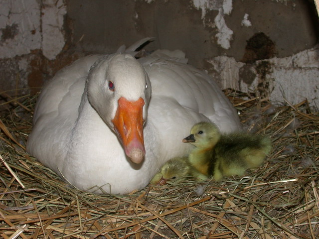 2013-04-27-tiere-gaensekinder8.jpg