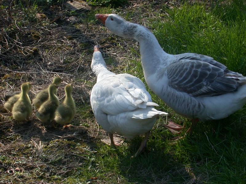 2013-05-05-gans-ganter-goessel679.jpg