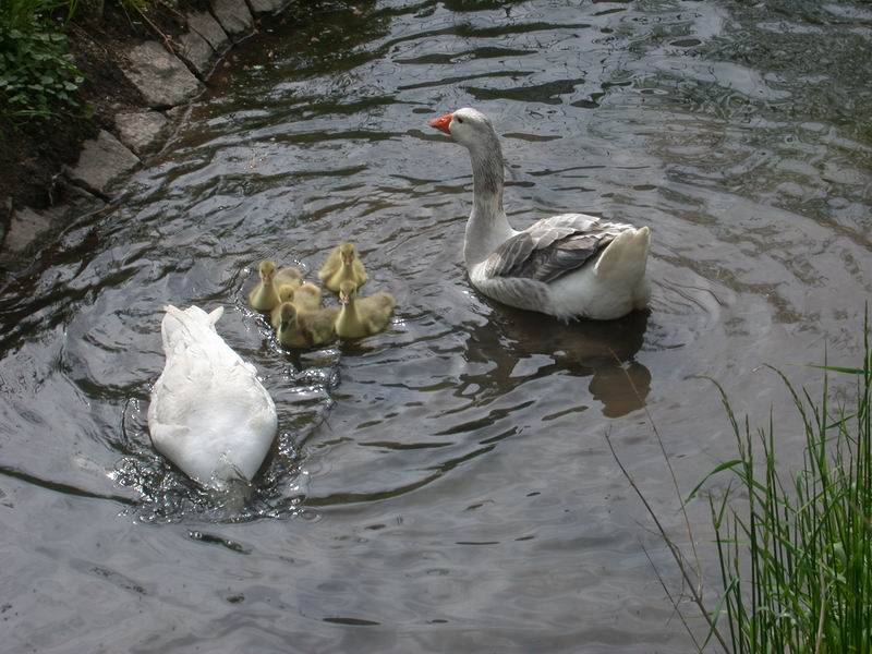 2013-05-09-gans-ganter-erster-wasserkontakt641.jpg