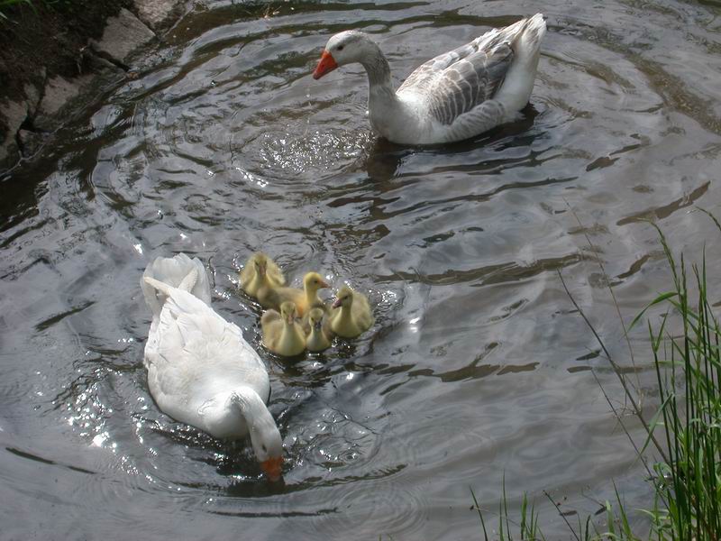 2013-05-09-gans-ganter-erster-wasserkontakt642.jpg