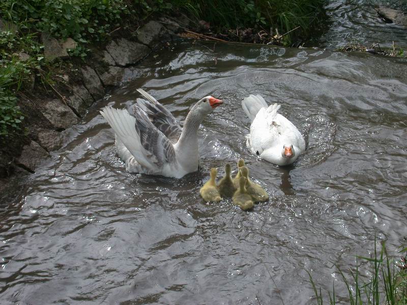 2013-05-09-gans-ganter-erster-wasserkontakt643.jpg