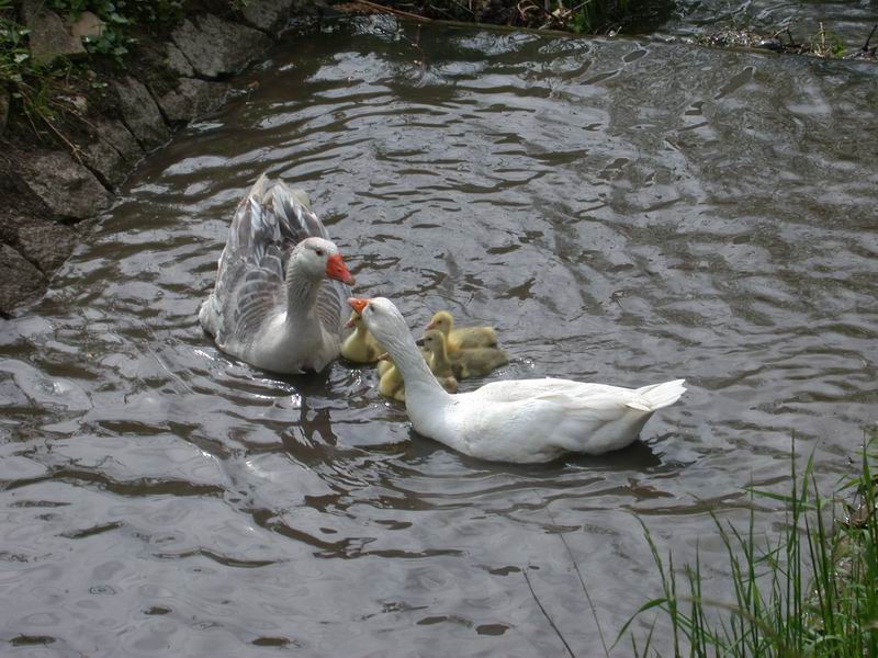 2013-05-09-gans-ganter-erster-wasserkontakt644.jpg
