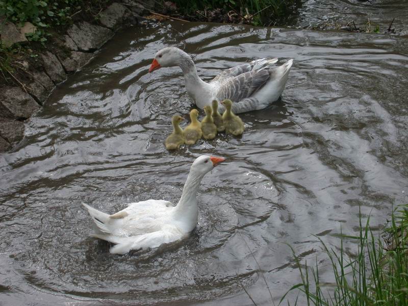 2013-05-09-gans-ganter-erster-wasserkontakt646.jpg