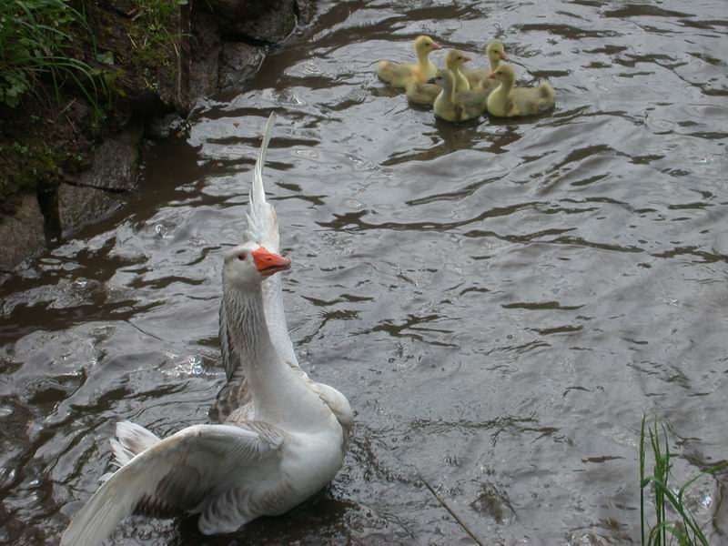2013-05-09-gans-ganter-erster-wasserkontakt647.jpg