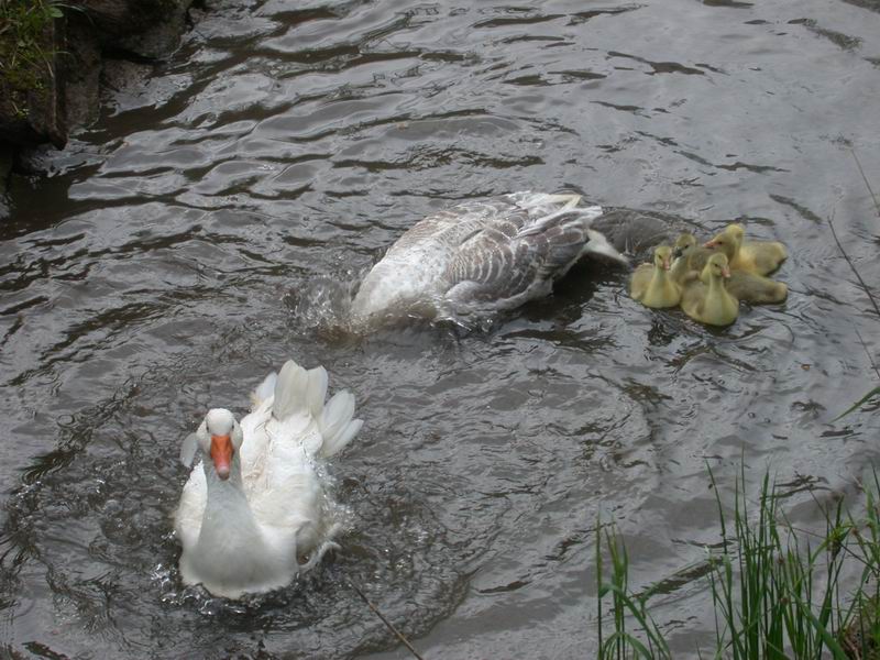 2013-05-09-gans-ganter-erster-wasserkontakt648.jpg