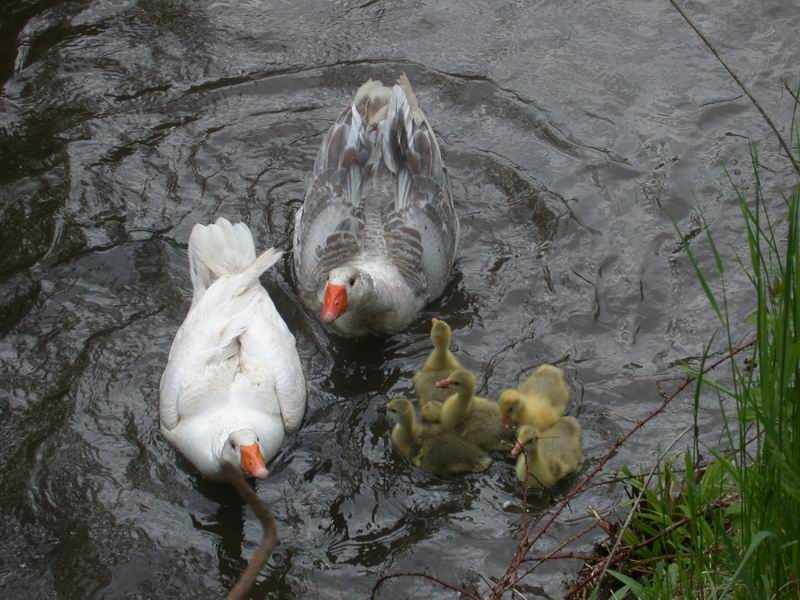 2013-05-09-gans-ganter-erster-wasserkontakt650.jpg