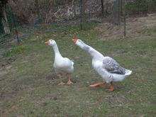 2013-04-07-tiere-gans137.jpg