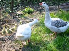 2013-05-05-gans-ganter-goessel680.jpg