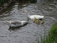 2013-05-09-gans-ganter-erster-wasserkontakt645.jpg