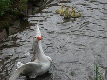2013-05-09-gans-ganter-erster-wasserkontakt647.jpg